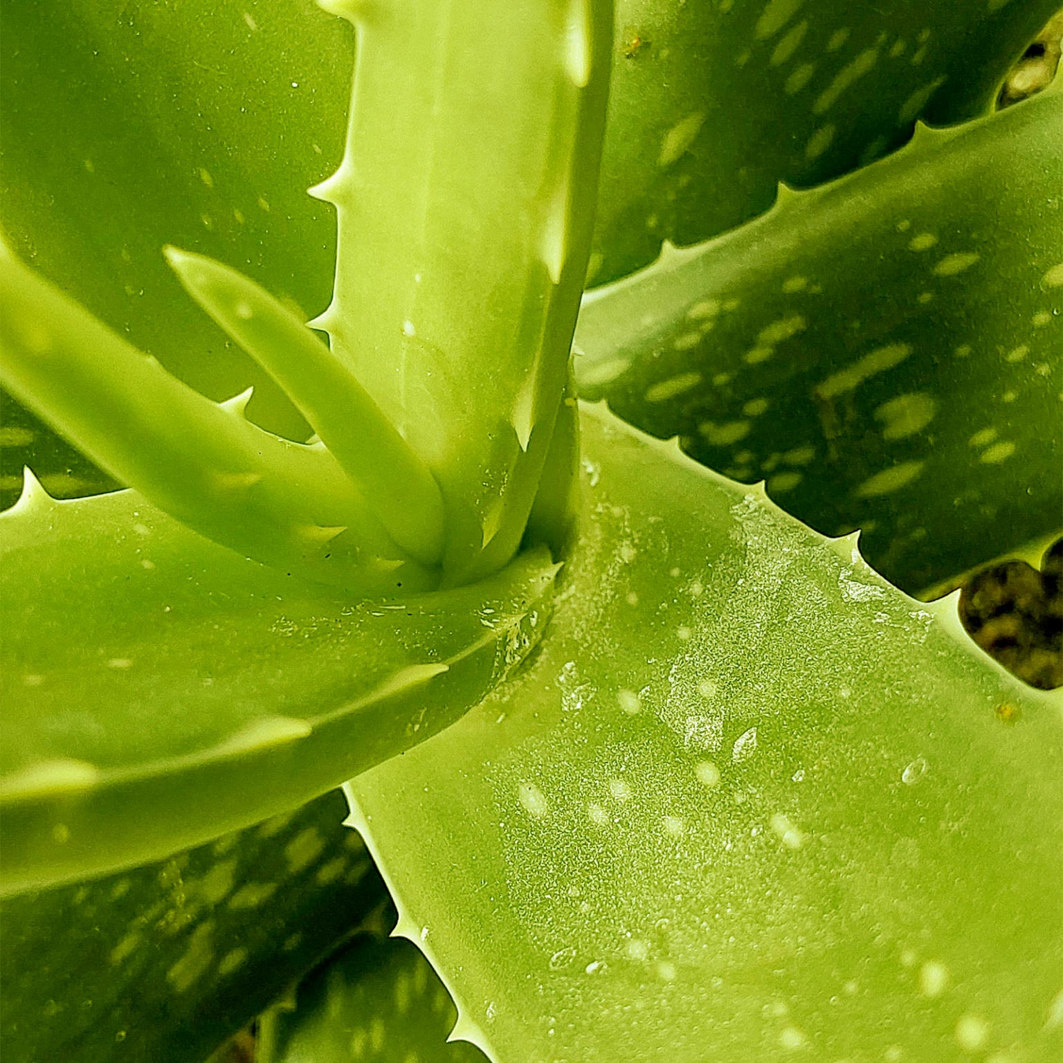 aloe vera