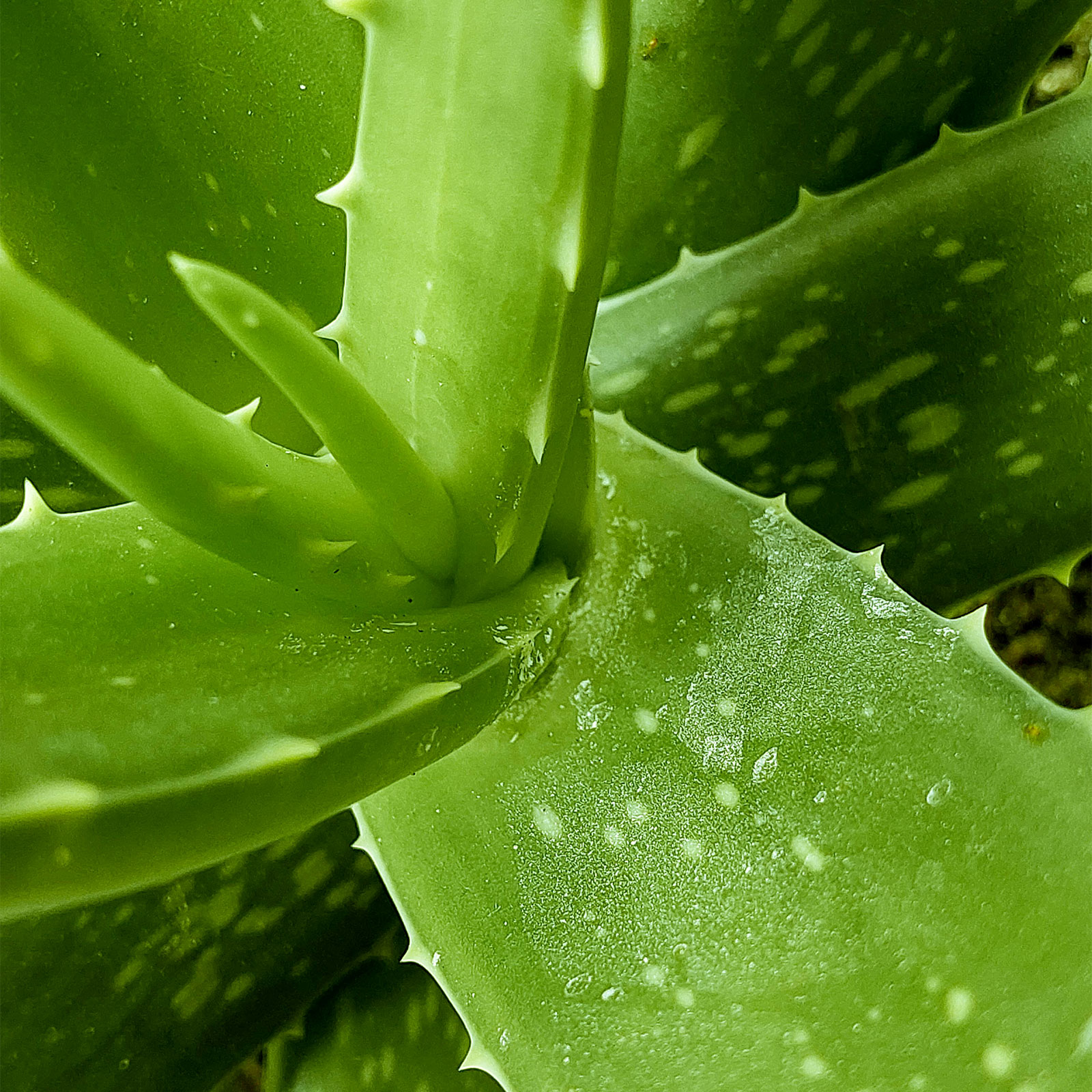 aloe vera