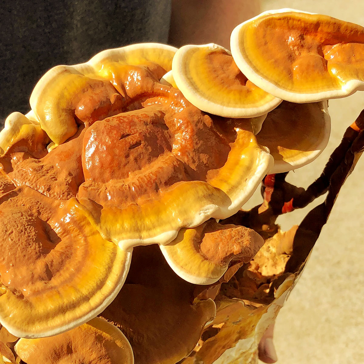 reishi