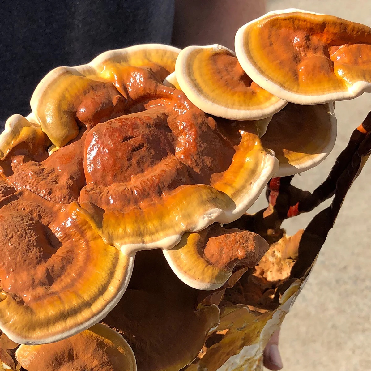 reishi