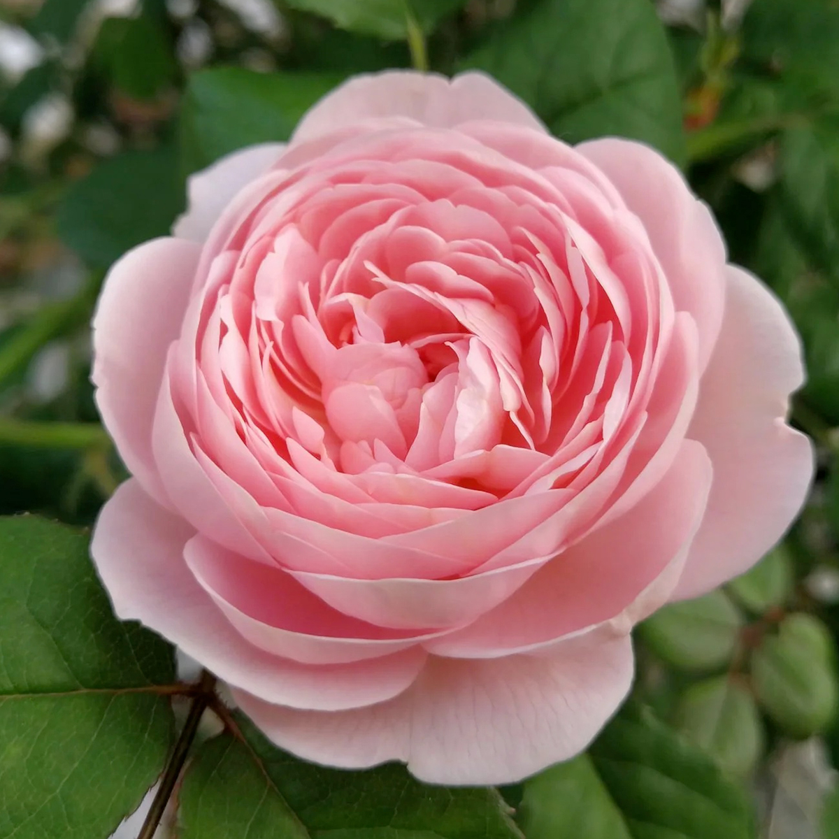 rosa mosqueta