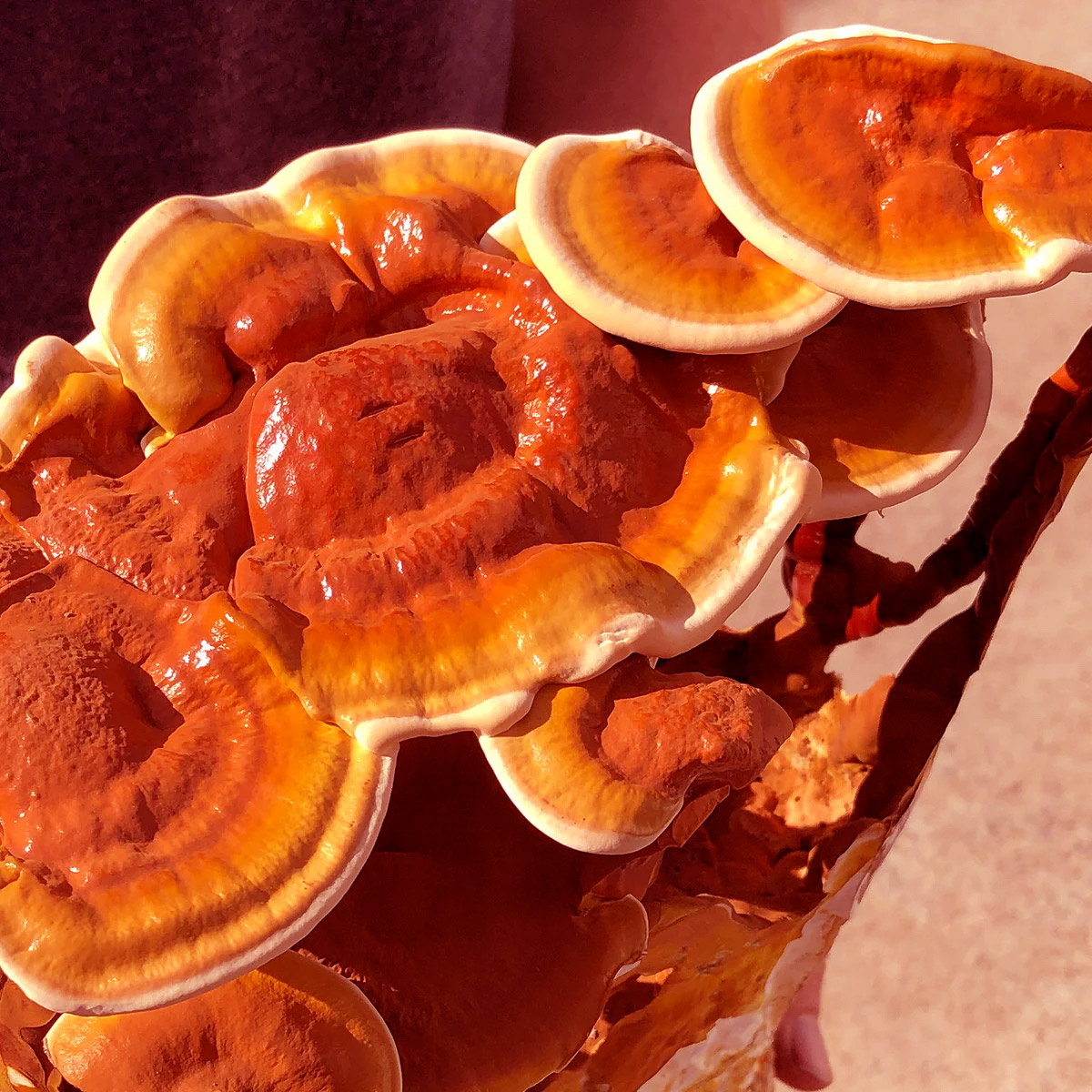 Reishi